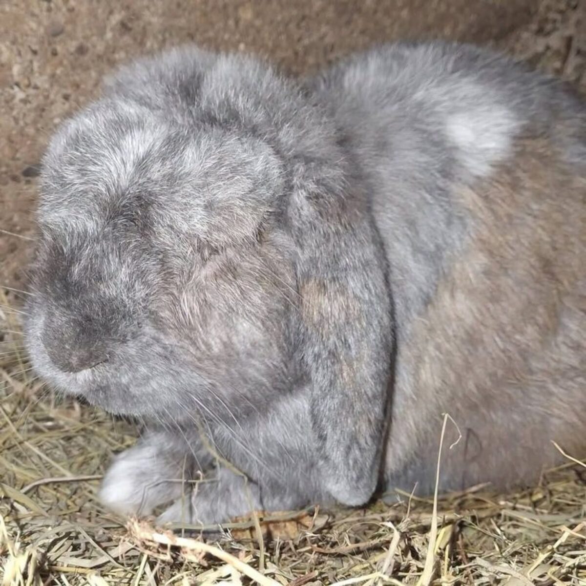Adoption Mouchka