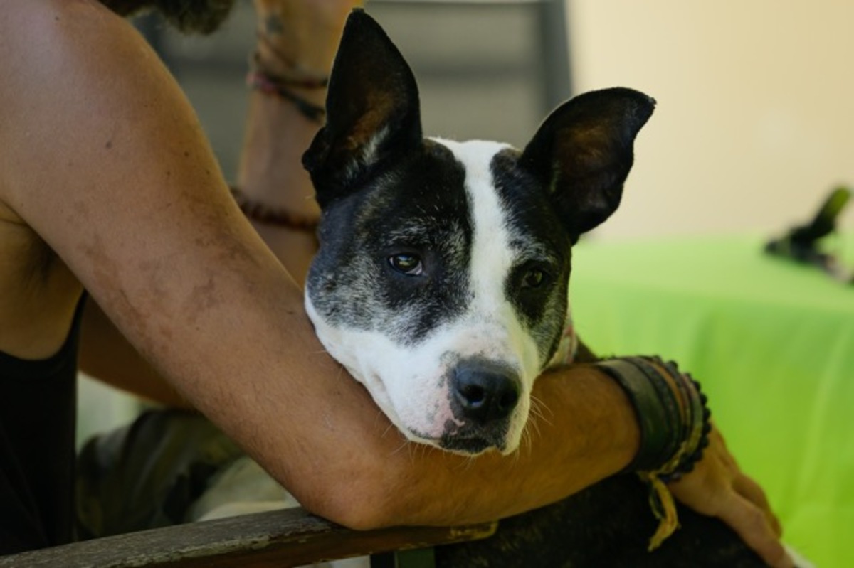 Adoption Prada