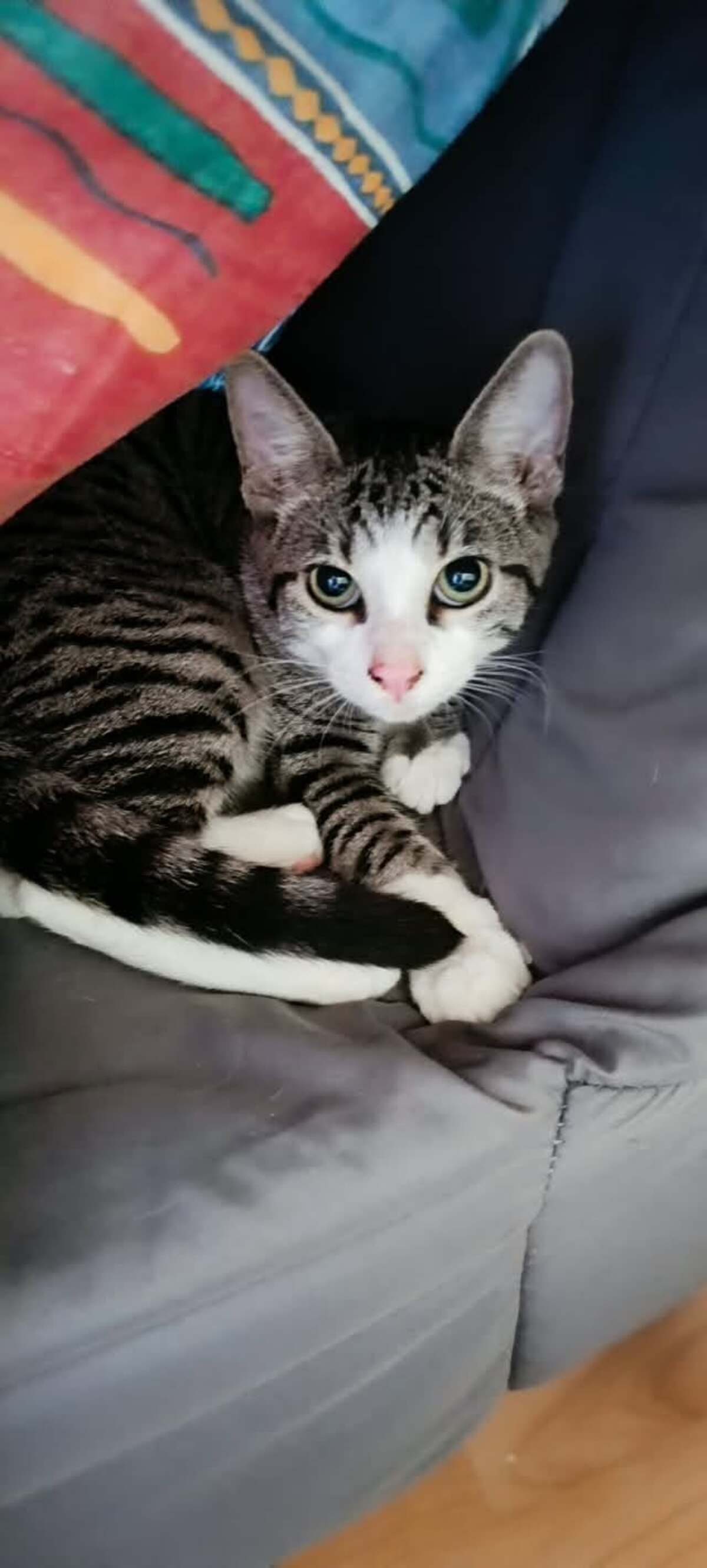 Adoption Bostra
