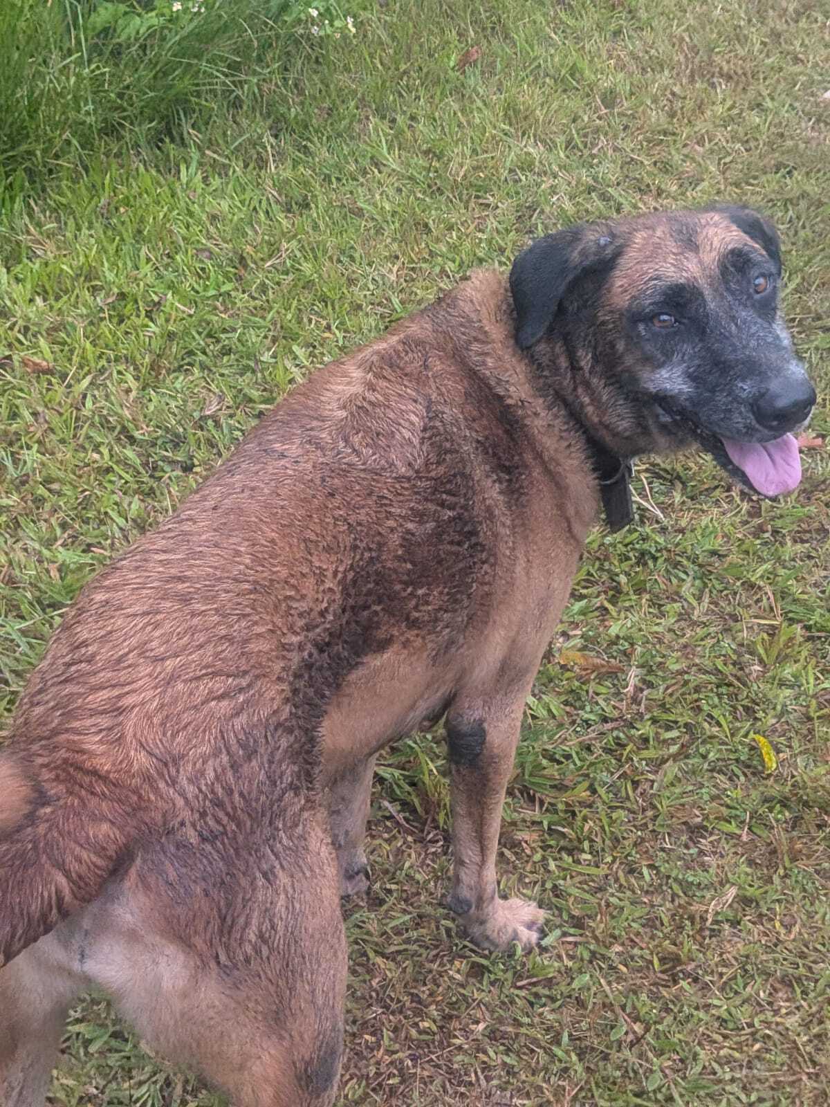 Adoption Loba
