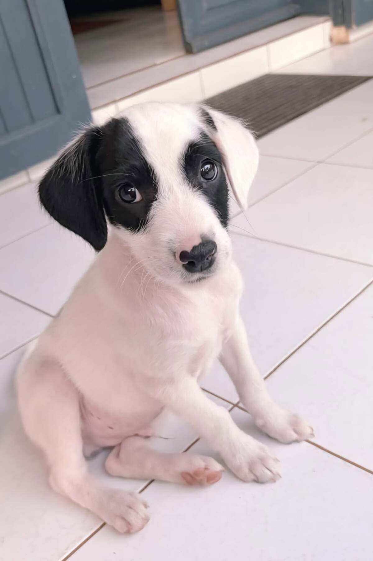 Adoption Billy