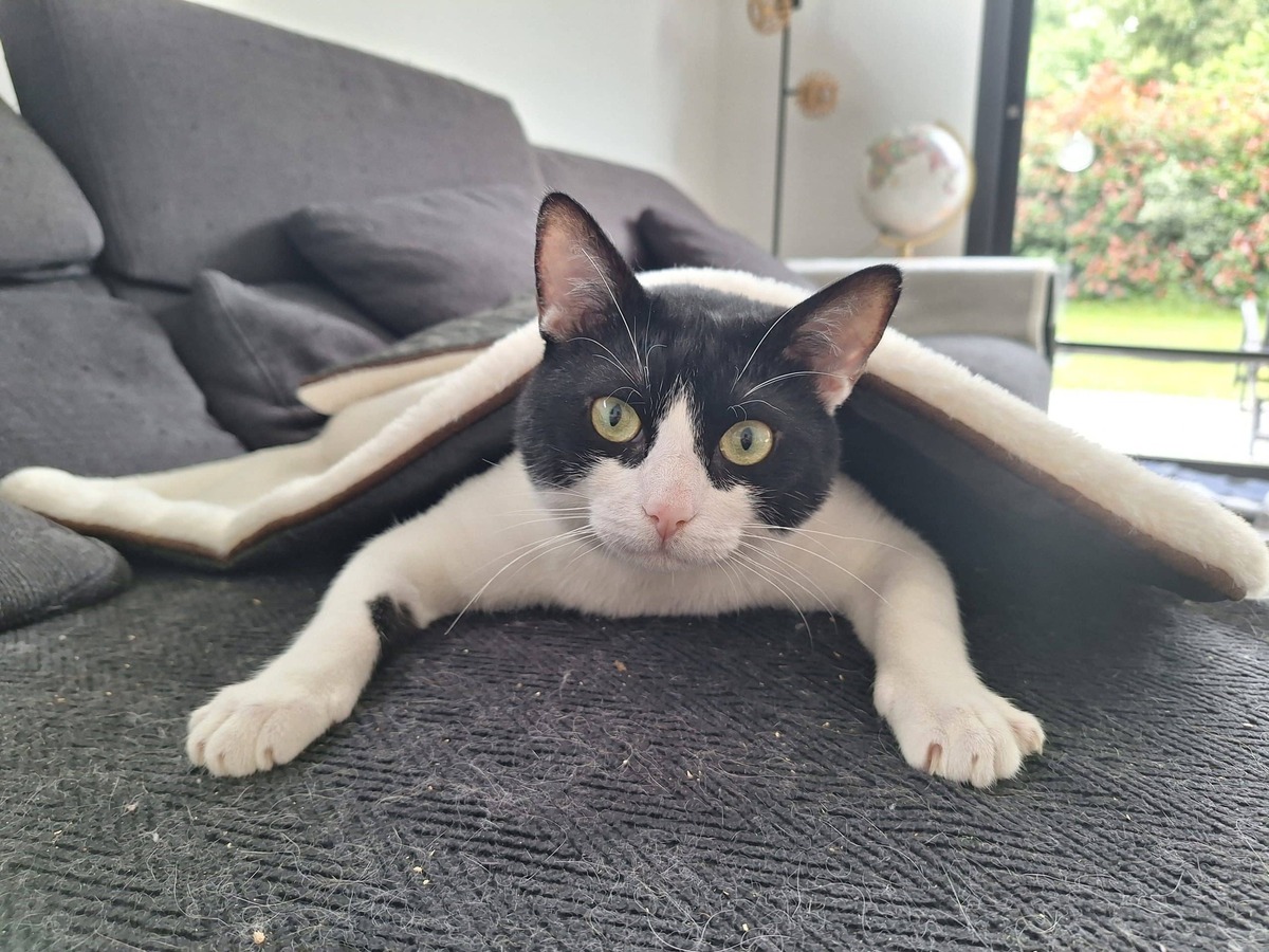Adoption Oréo