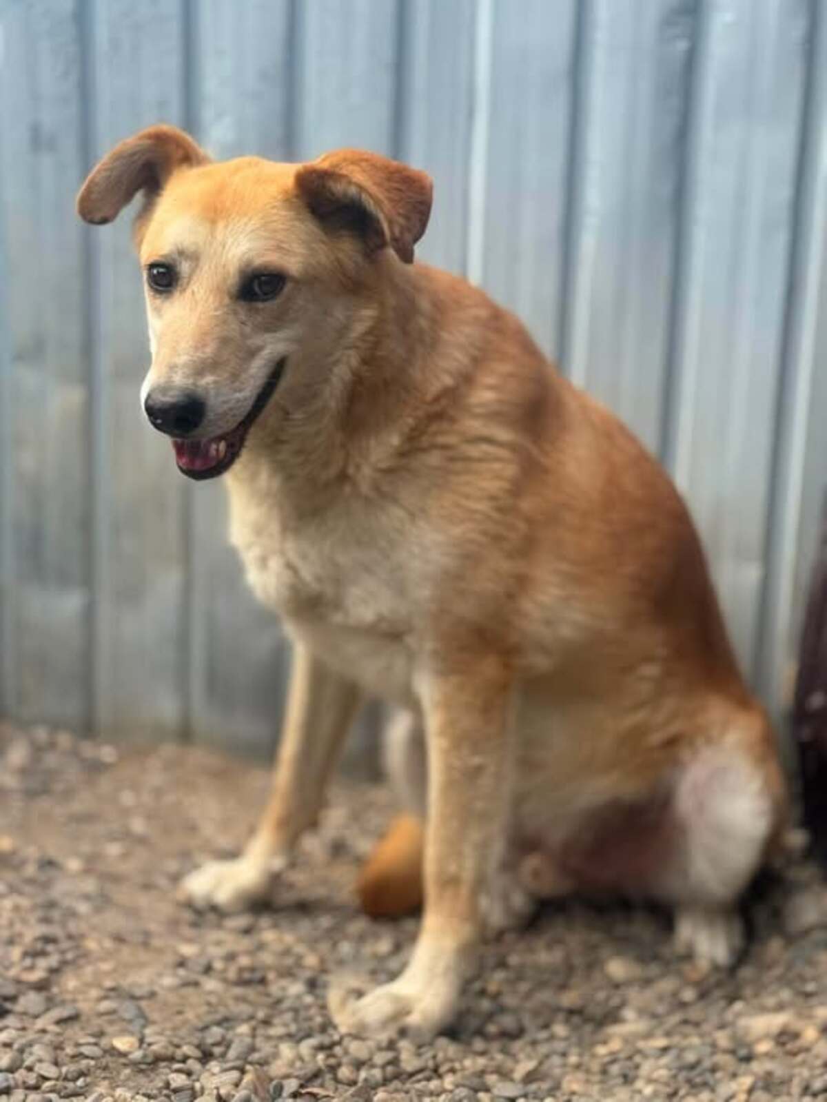 Adoption Aïko