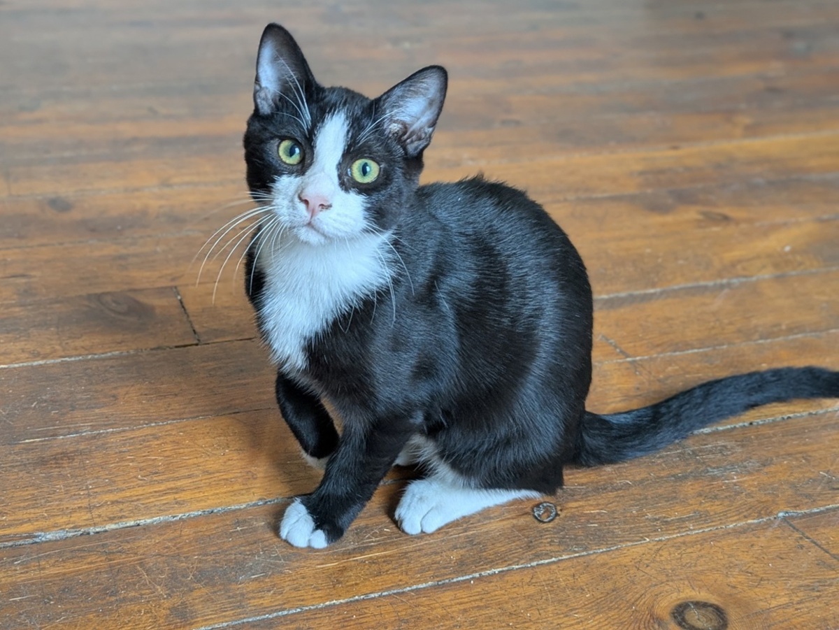 Adoption Bebel