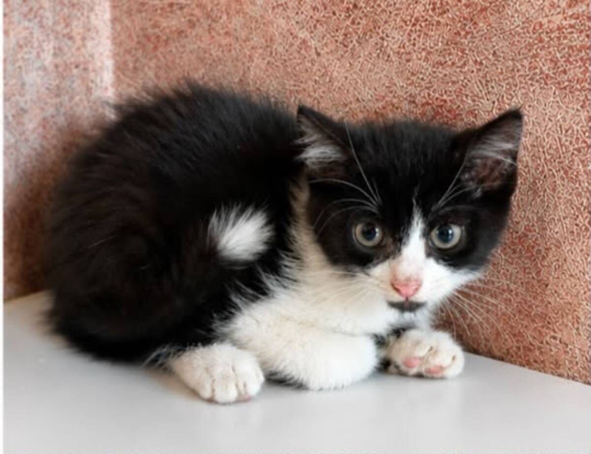 Adoption Peter 