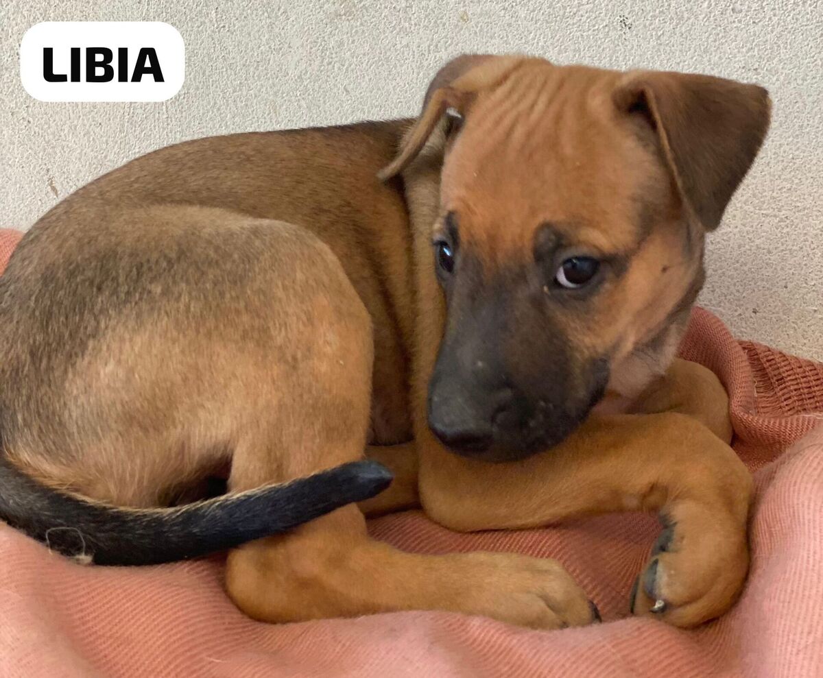 Adoption Libia