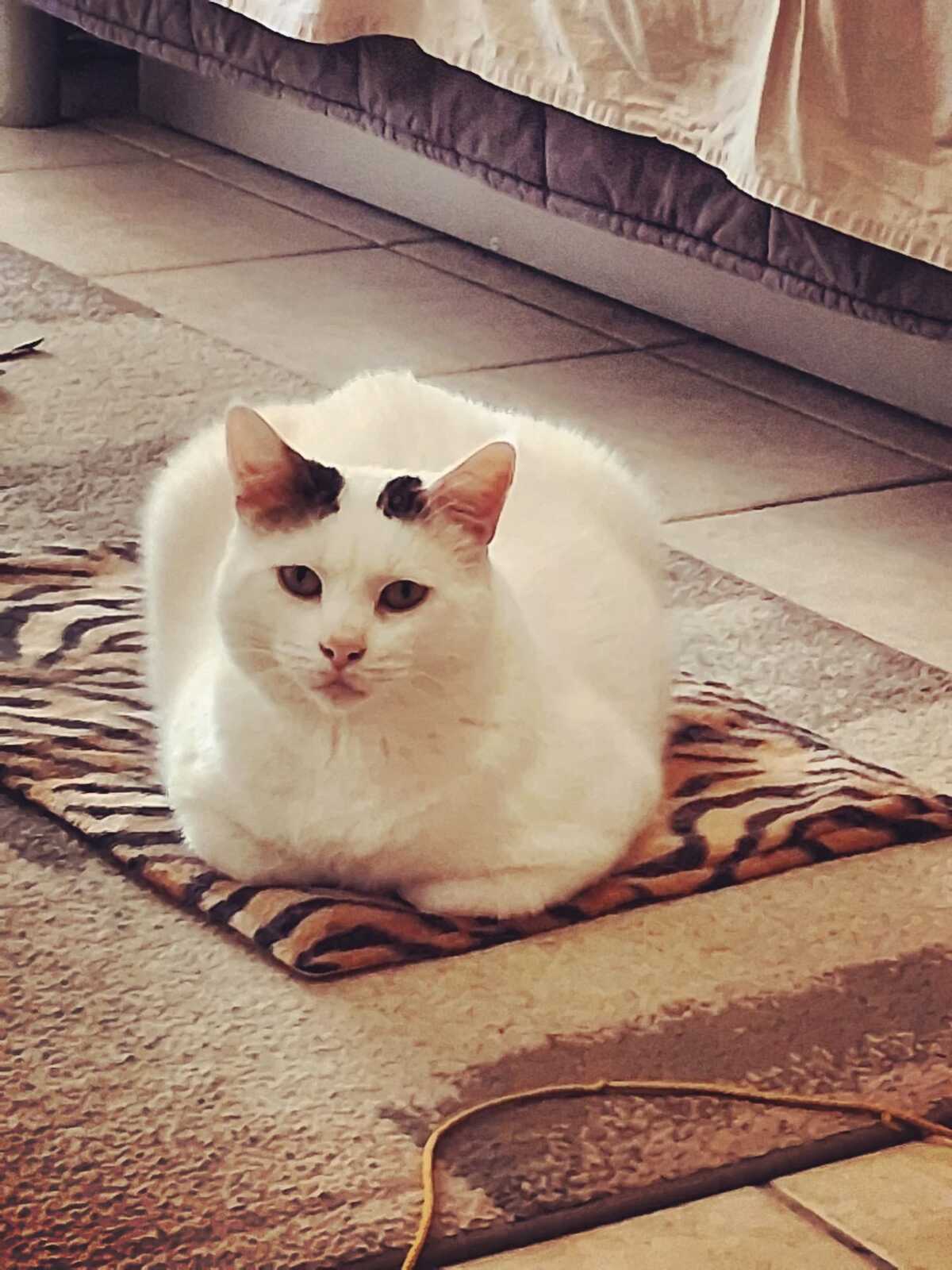Adoption Mimi