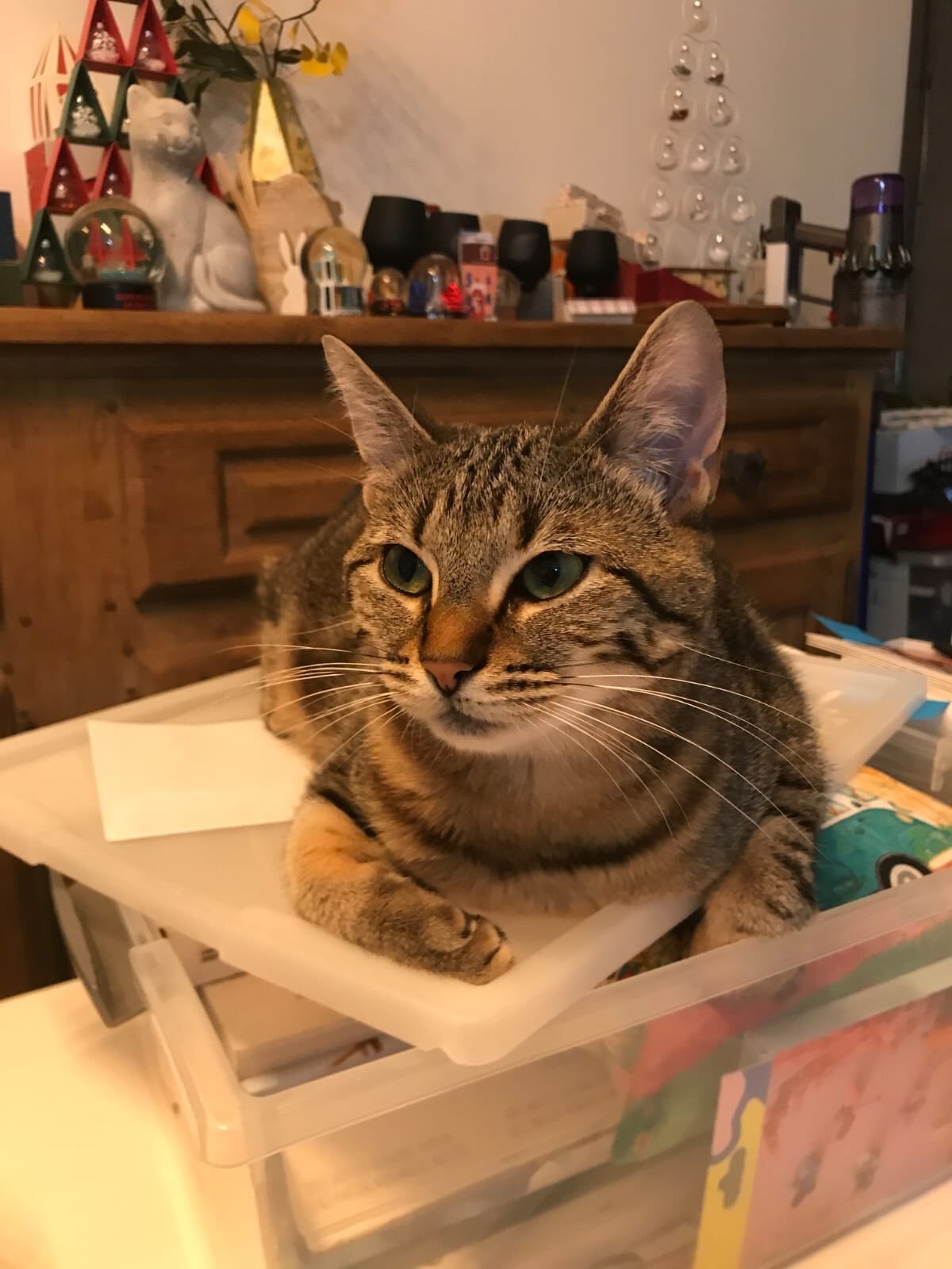 Adoption Athéna 