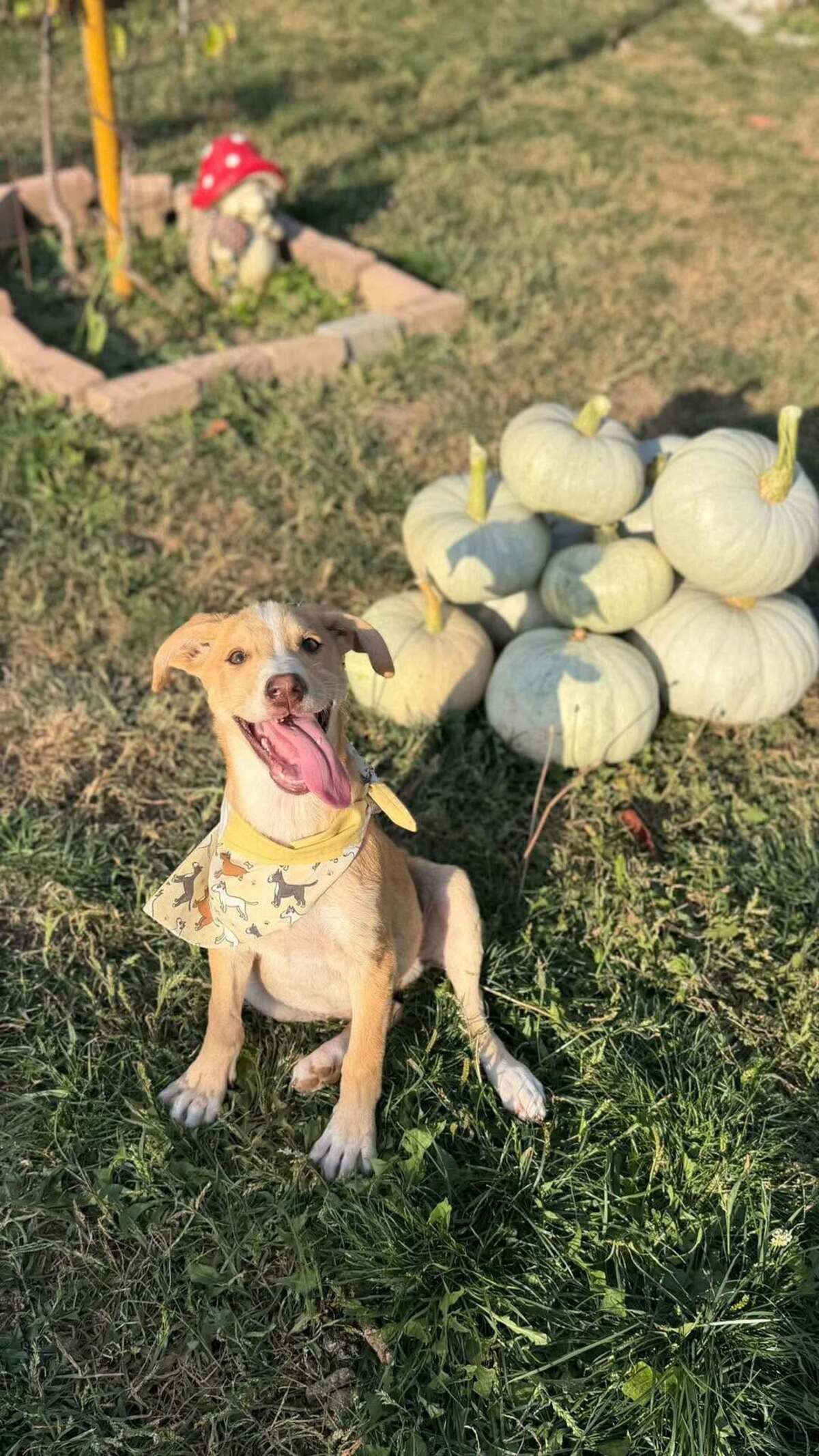 Adoption Anatole