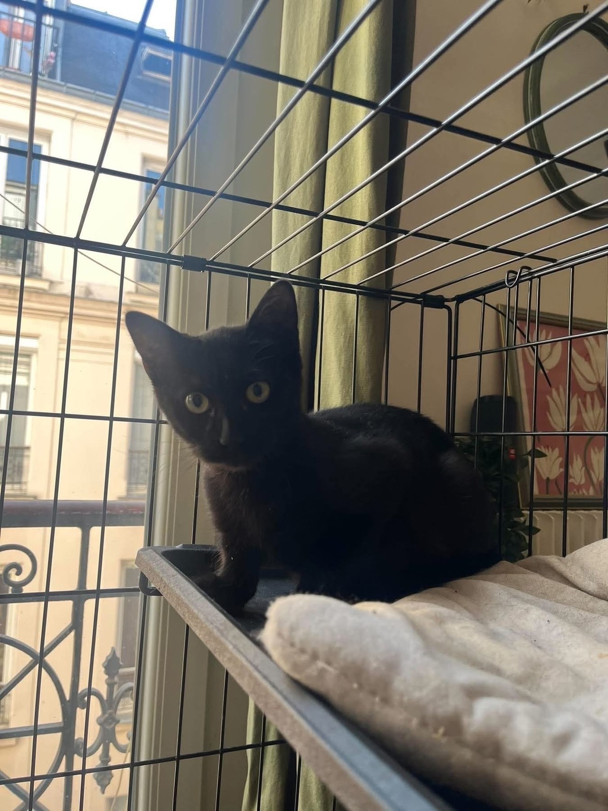Adoption Carrie et Kili 