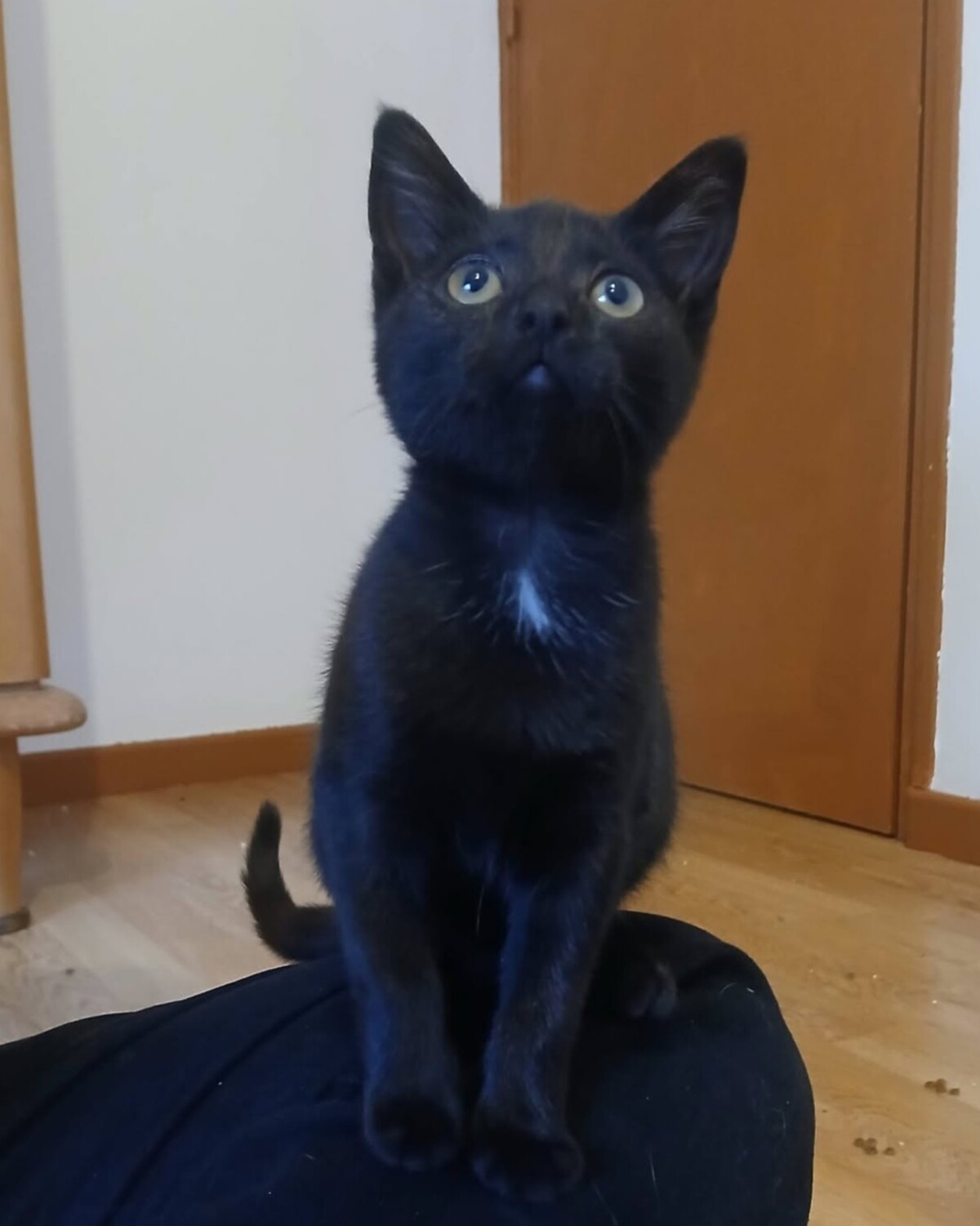 Adoption Sael
