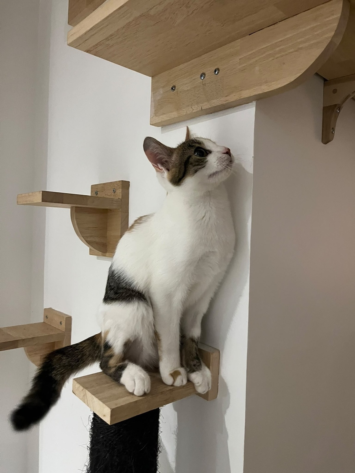 Adoption Sabrina