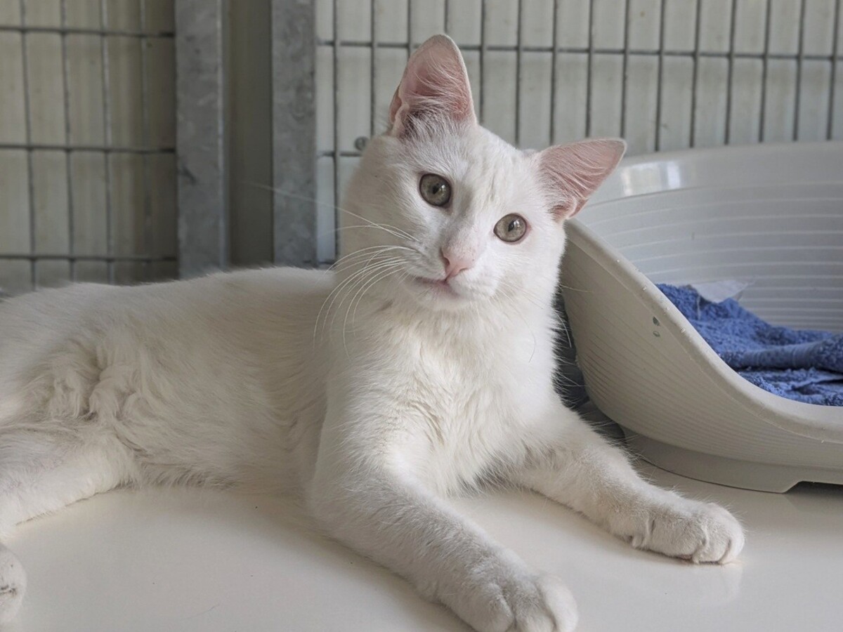 Adoption BIANCO