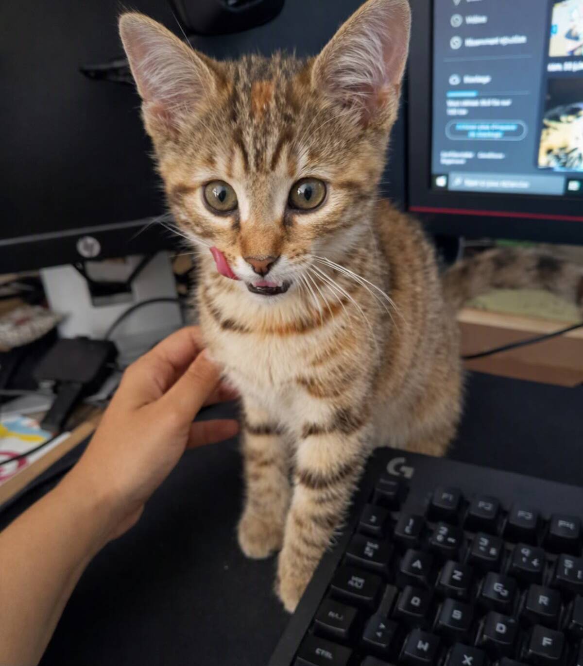Adoption Lara