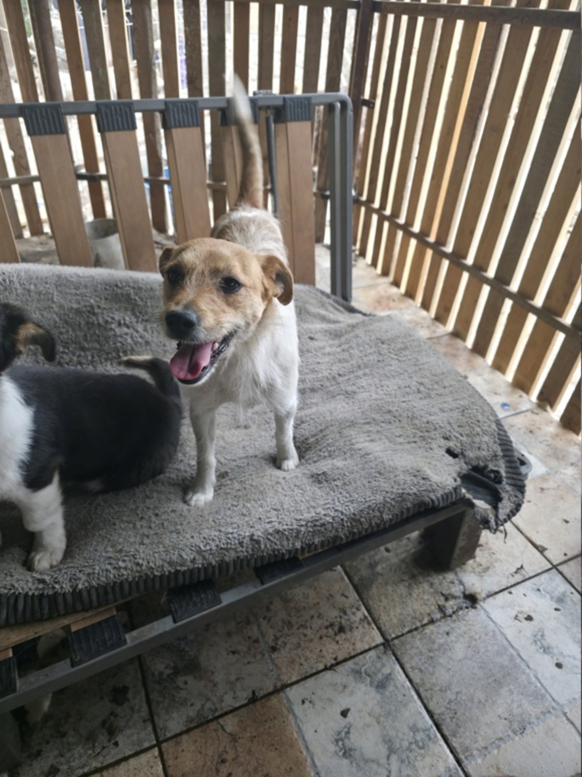 Adoption Virga