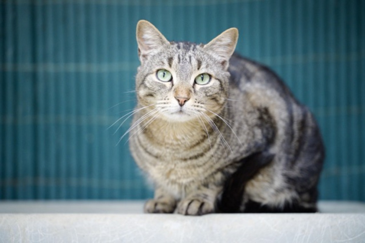 Adoption Max