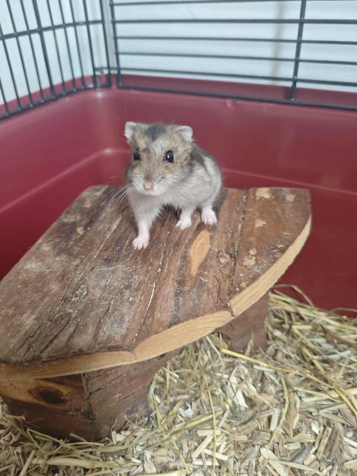 Adoption Pawmi