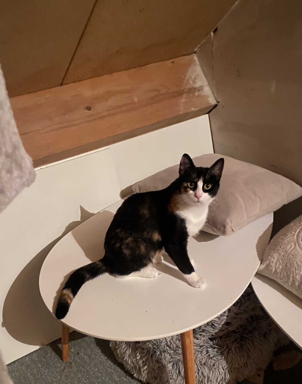 Adoption Pitchoune