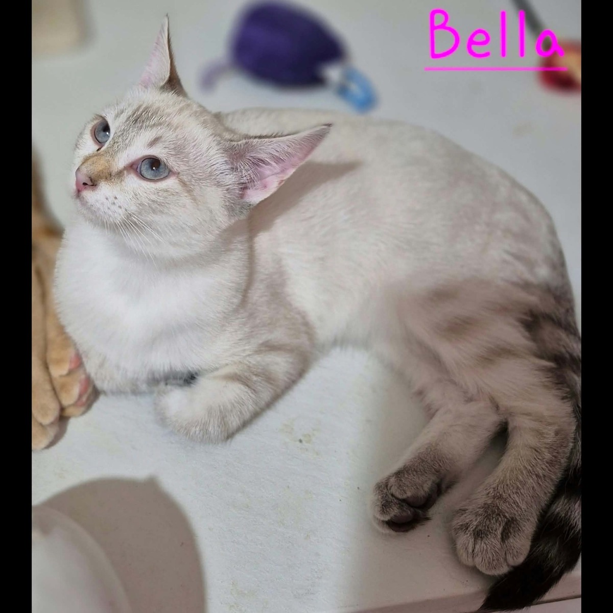 Adoption Bounty, Bella, Bianca et Benji