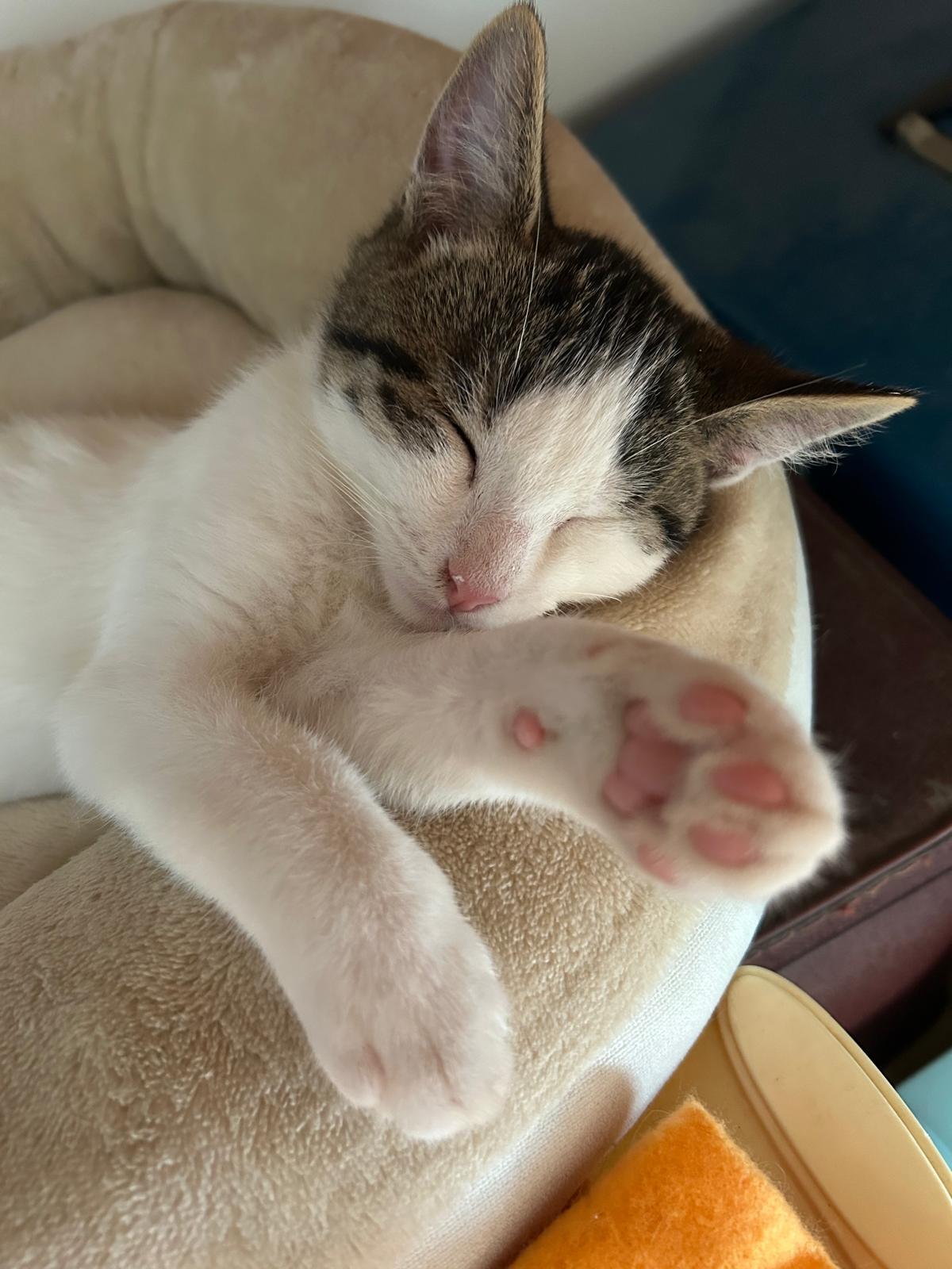 Adoption LE FRANGIN