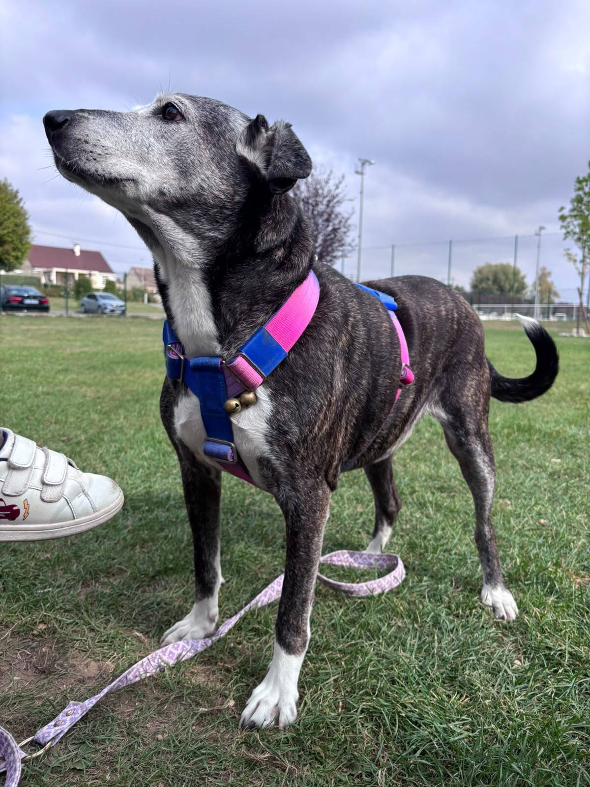 Adoption Mamita