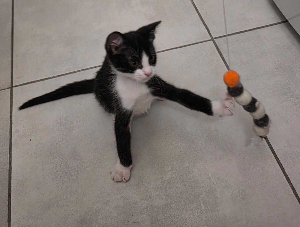 Adoption Yuzu