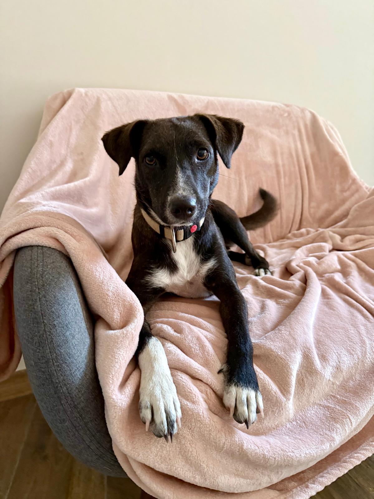 Adoption association PLUM