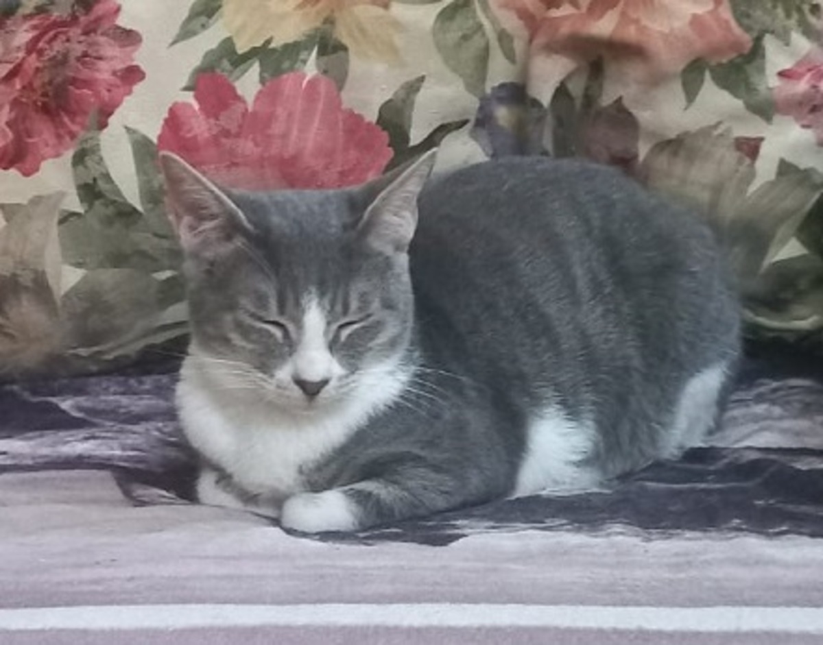 Adoption Gretel