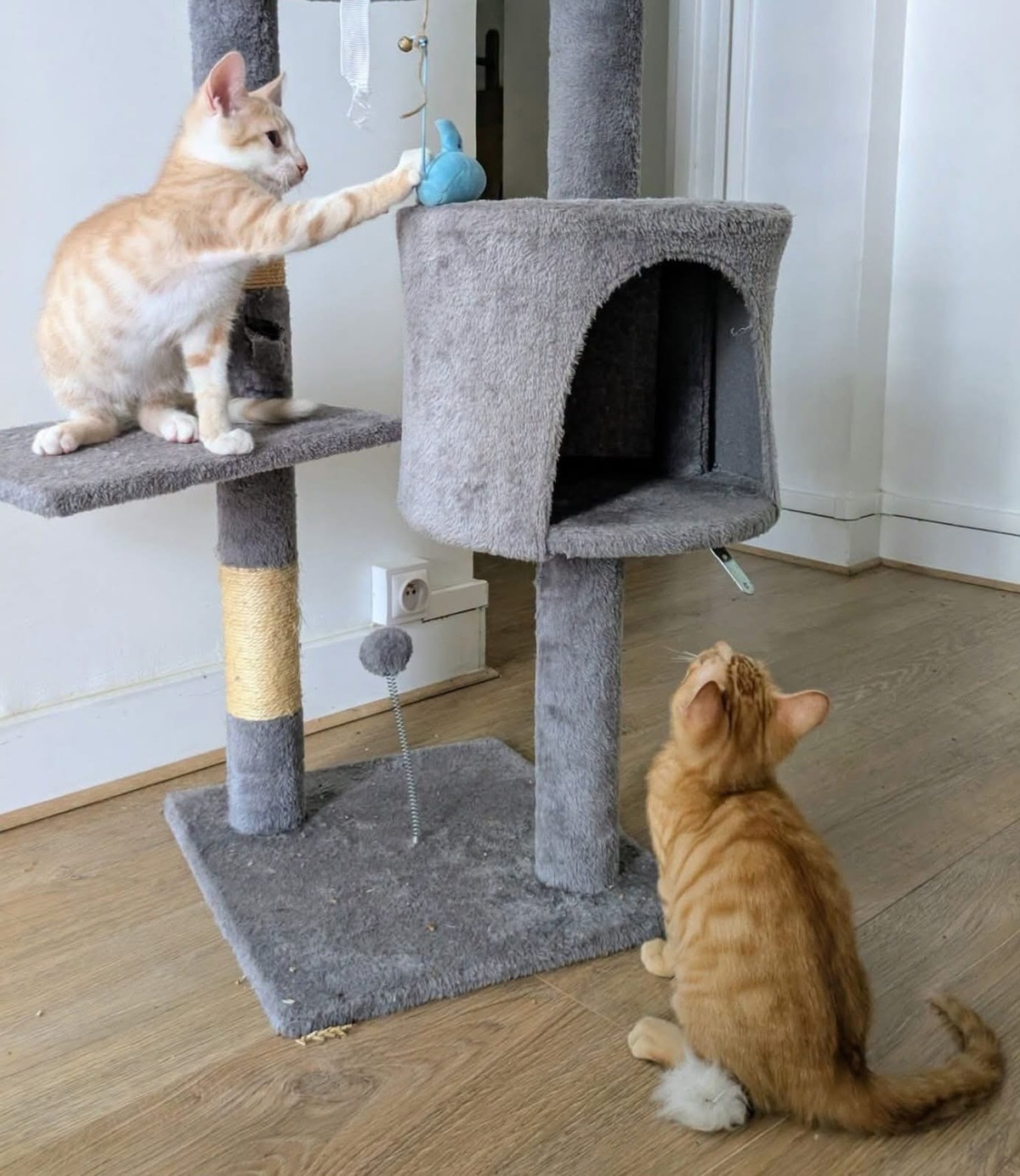 Adoption STINSON ET MOSBY