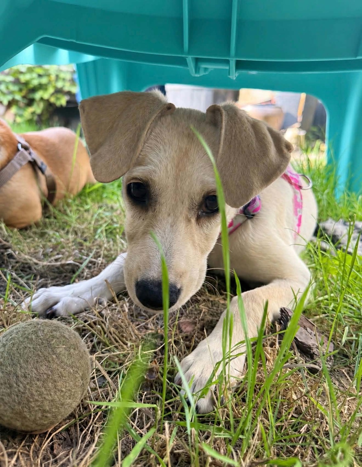 Adoption Elfi