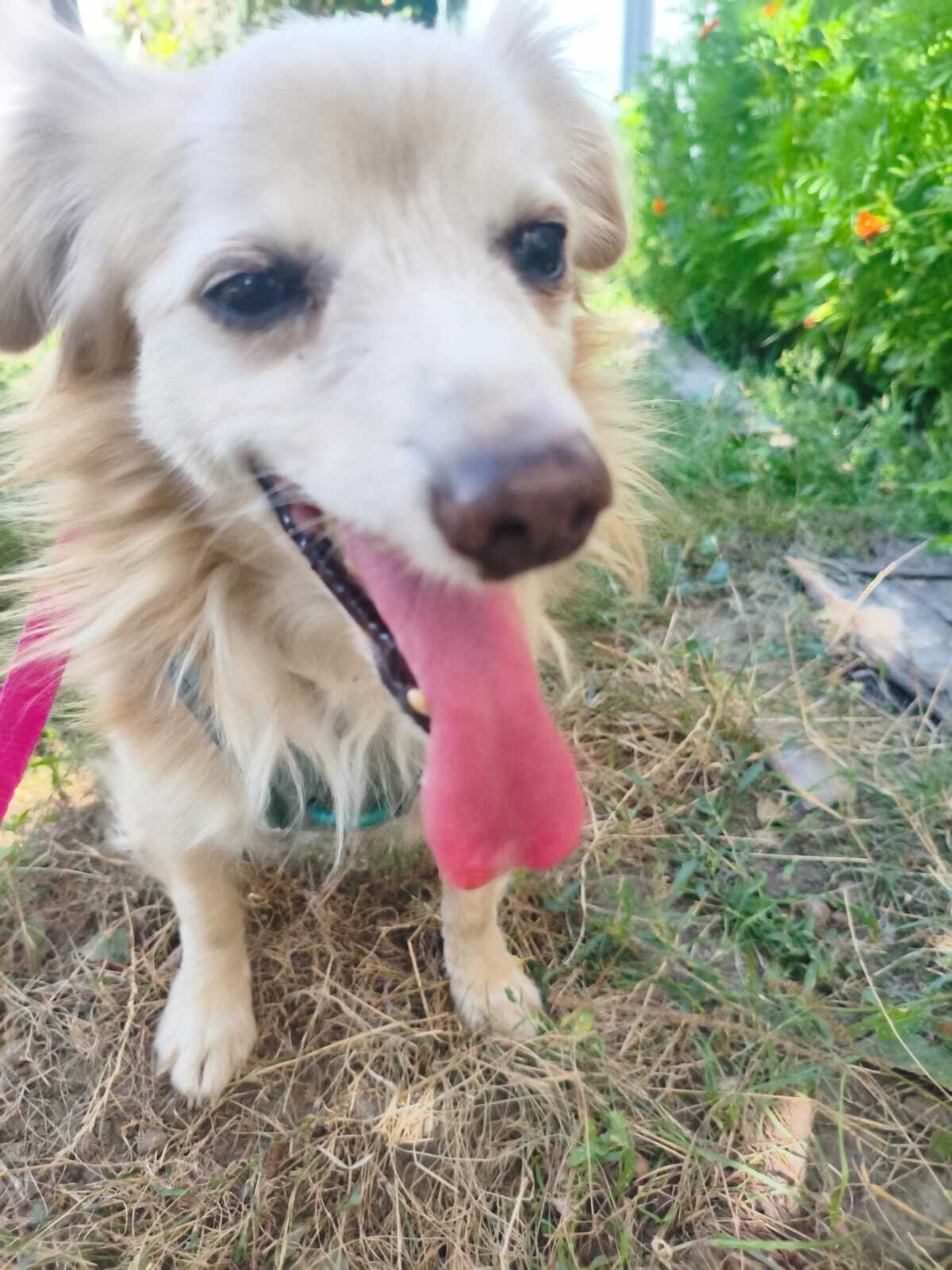 Adoption Krokha
