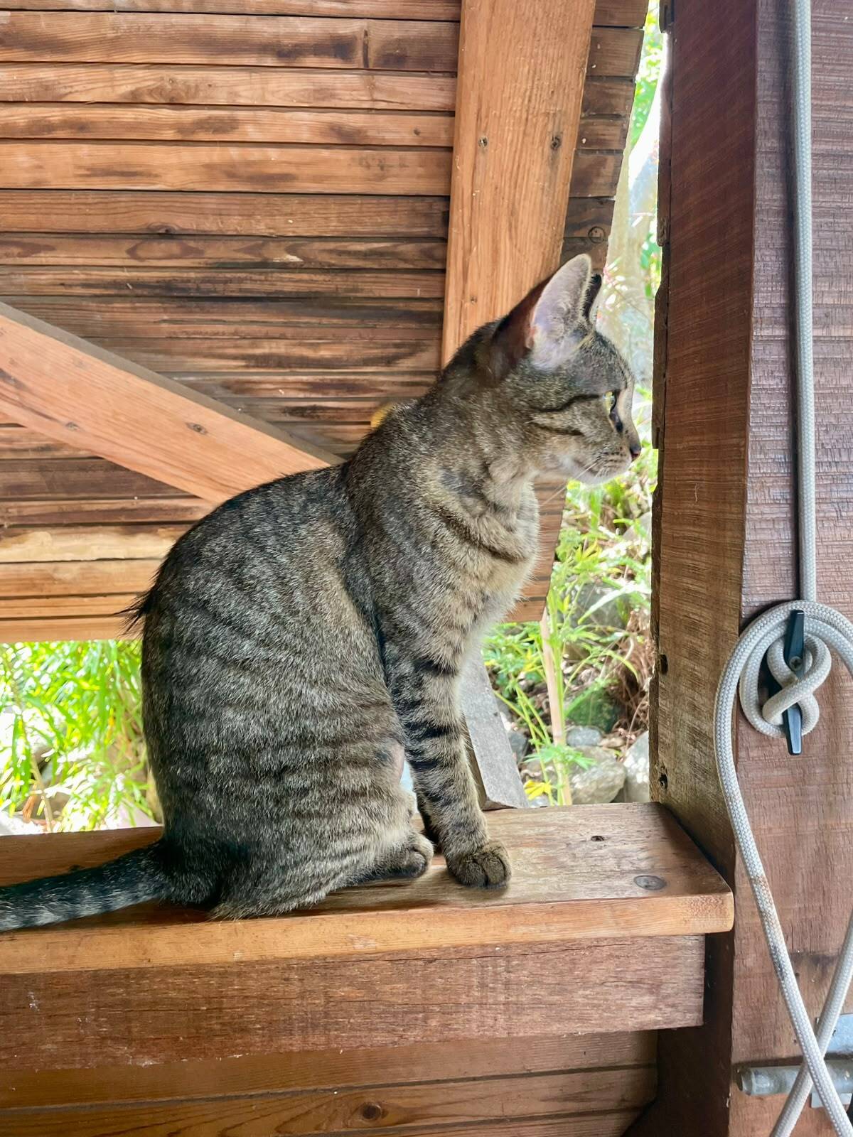 Adoption Lousty 
