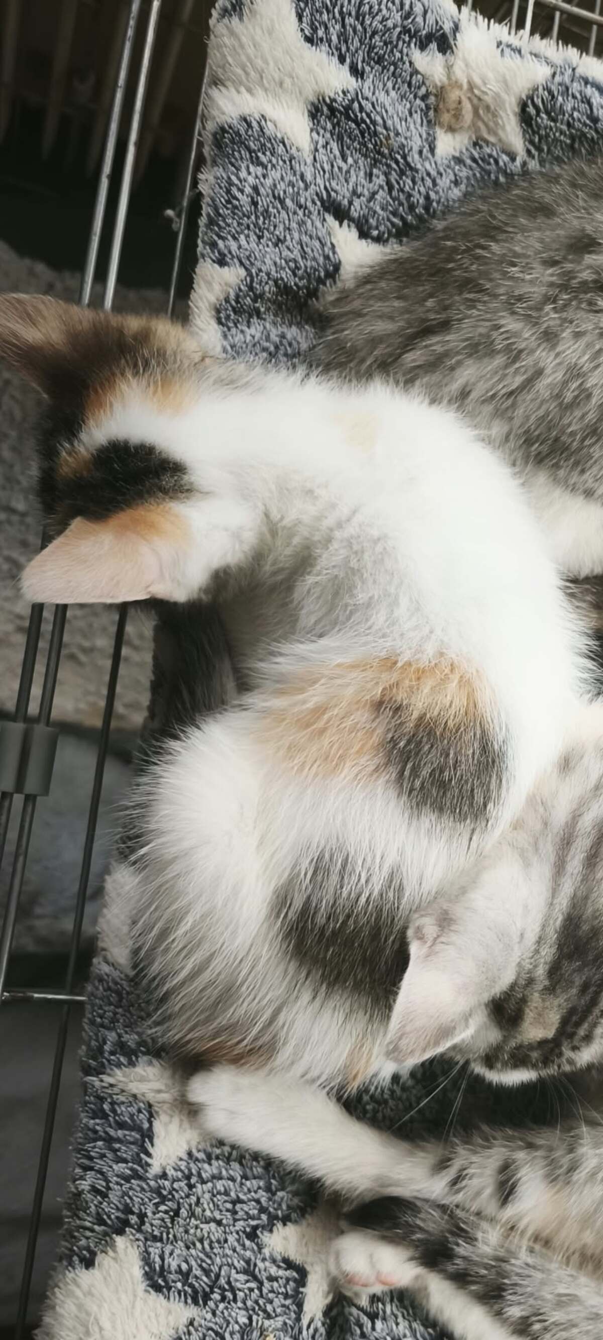 Adoption Quenelle