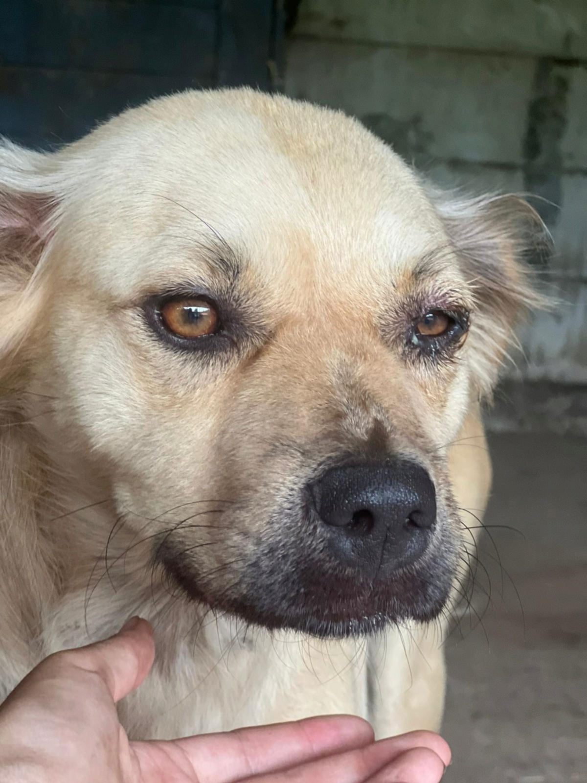 Adoption Gatine