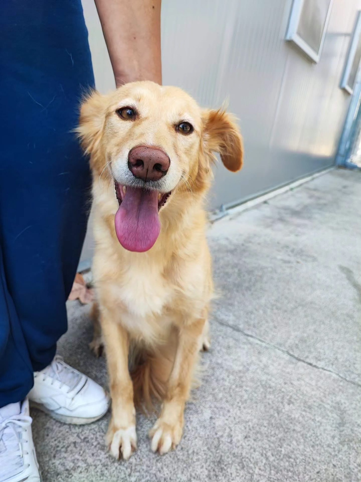 Adoption Lacy