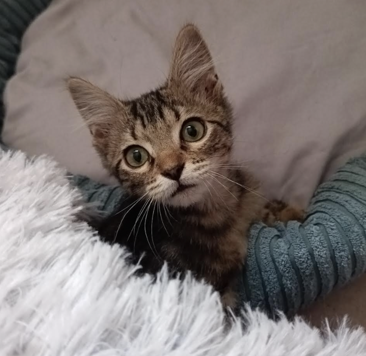 Adoption Mae 