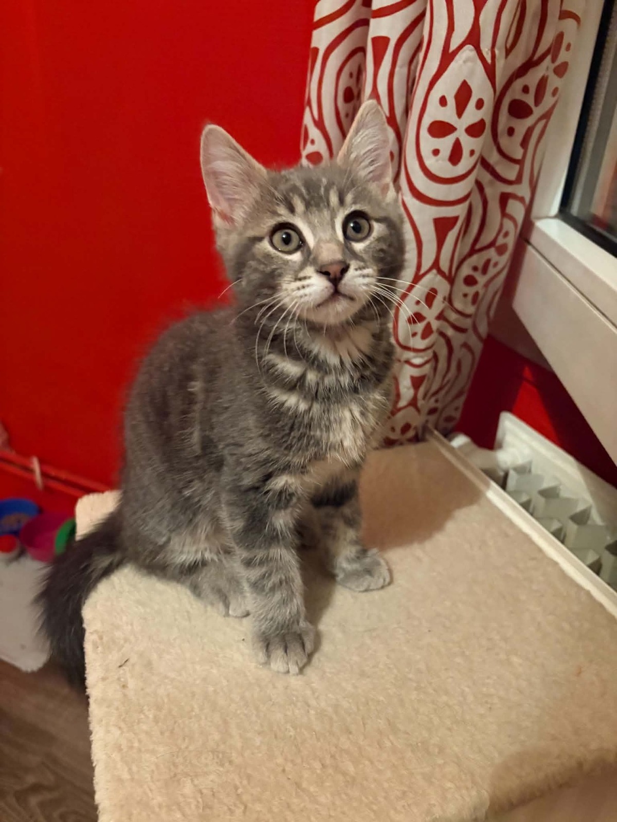 Adoption Mochi