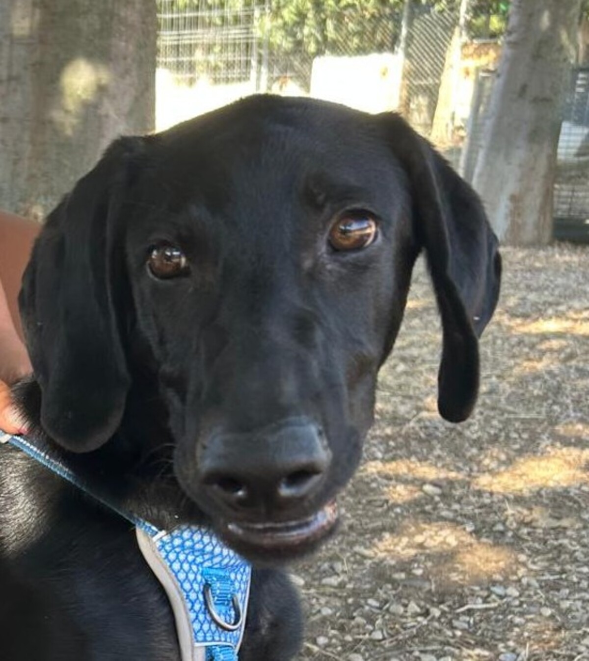 Adoption SCOOBY