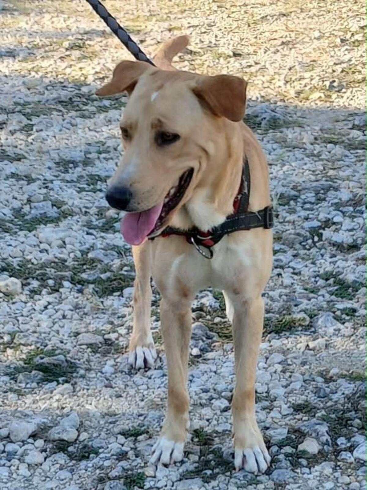 Adoption Kiko