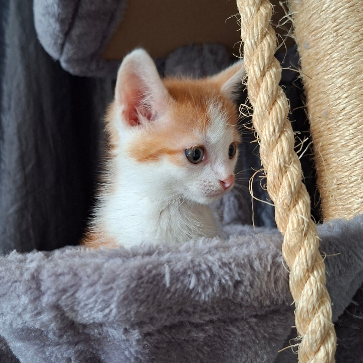 Adoption Blagueur