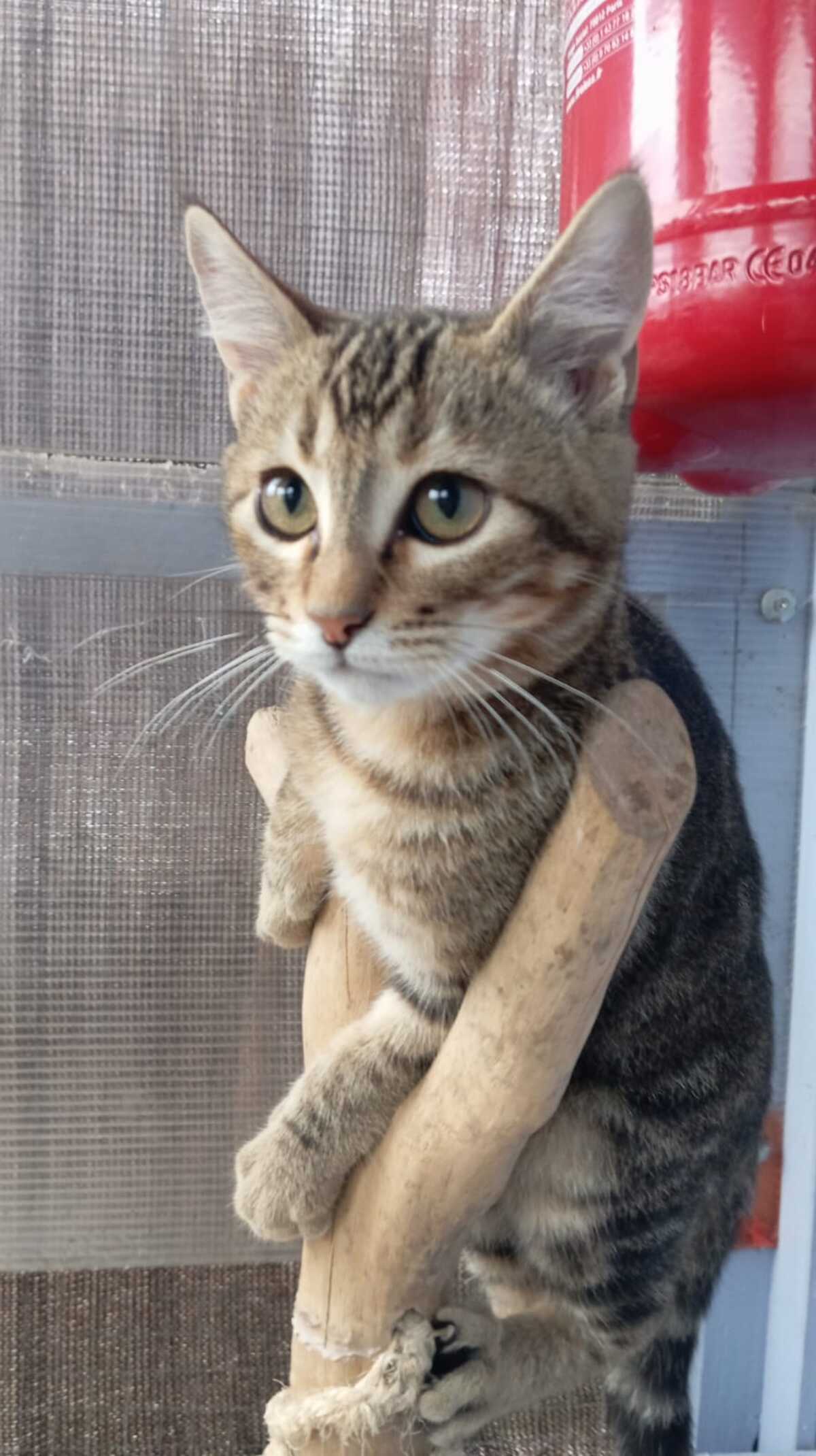 Adoption Calisson
