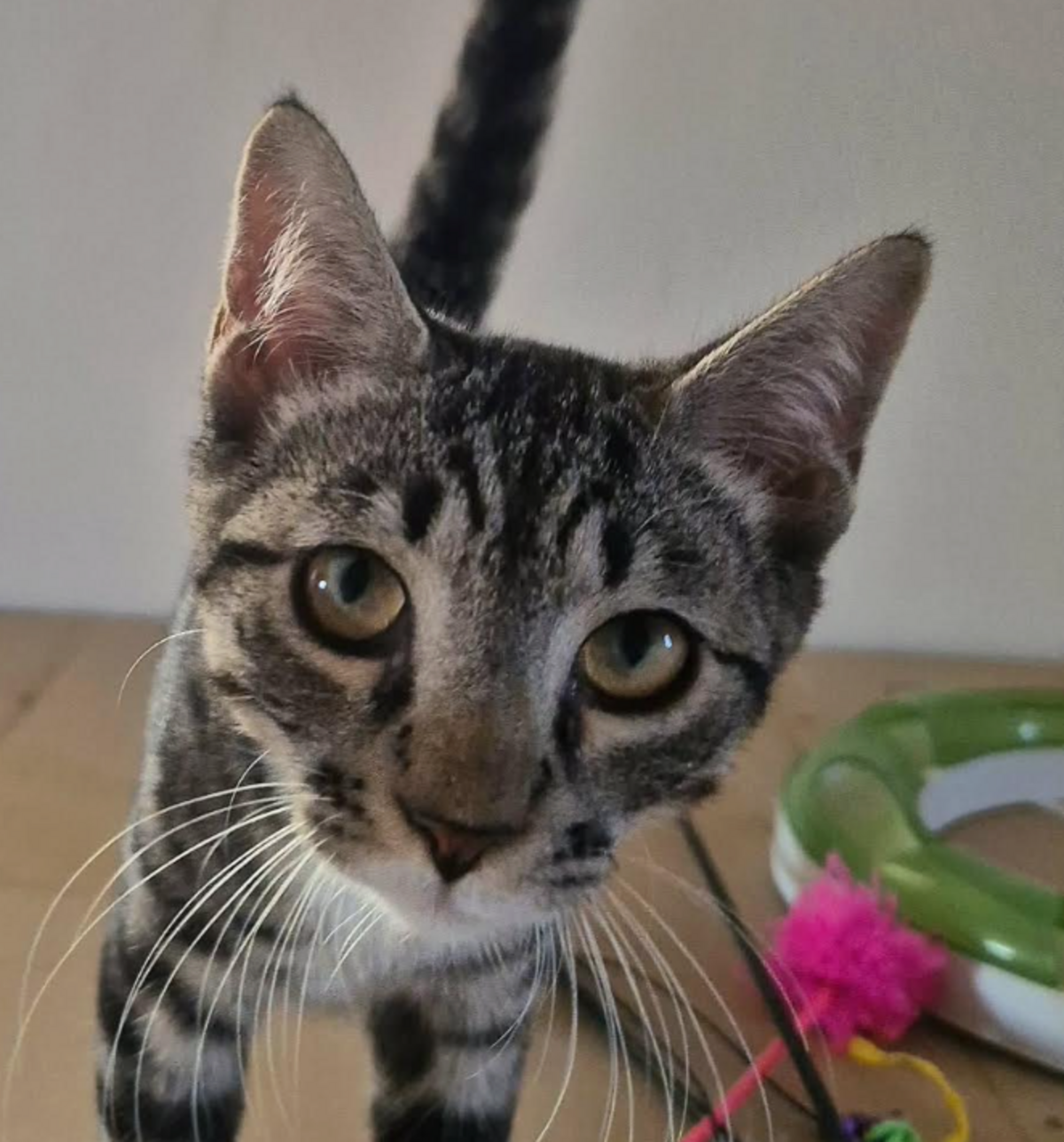 Adoption BANDIT 