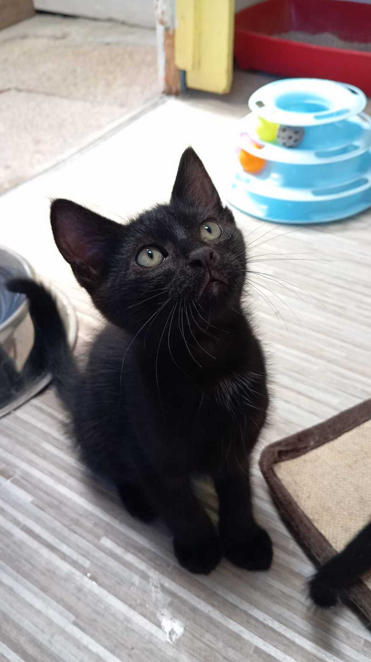 Adoption BALTHAZAR