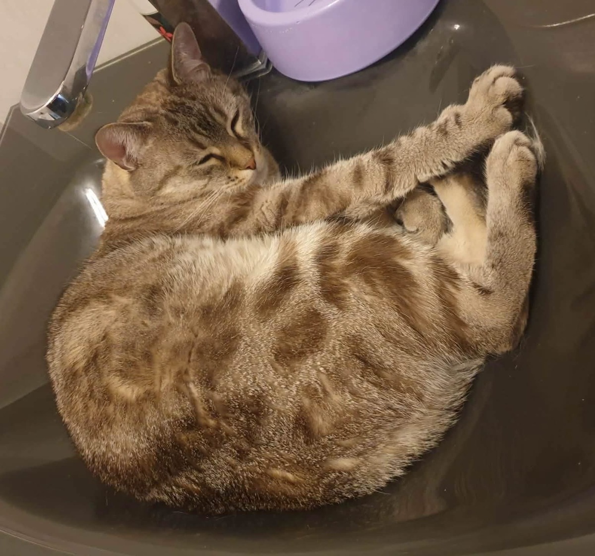 Adoption SHOO