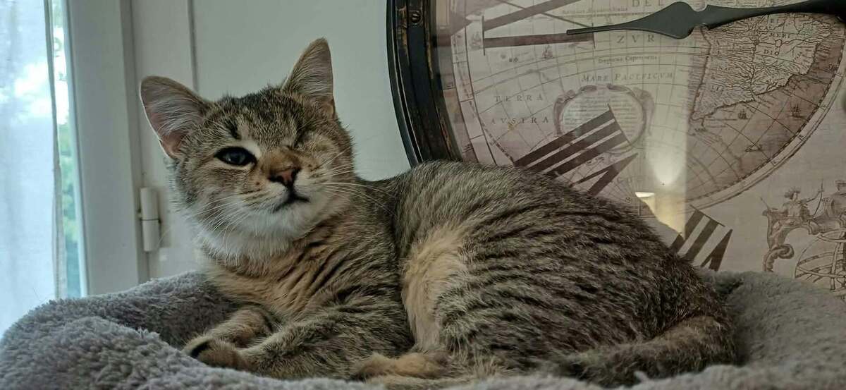 Adoption Bristol