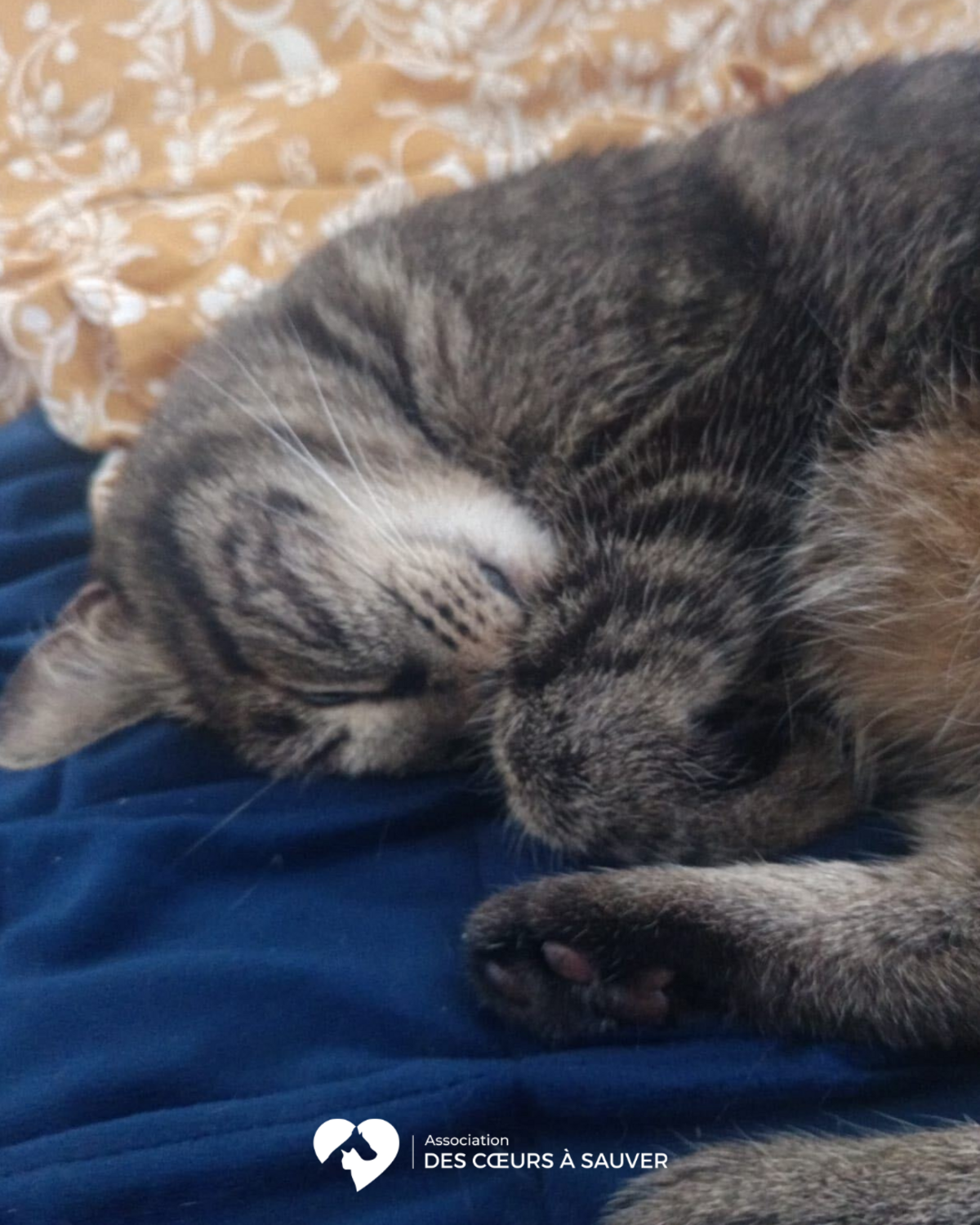 Adoption Choca