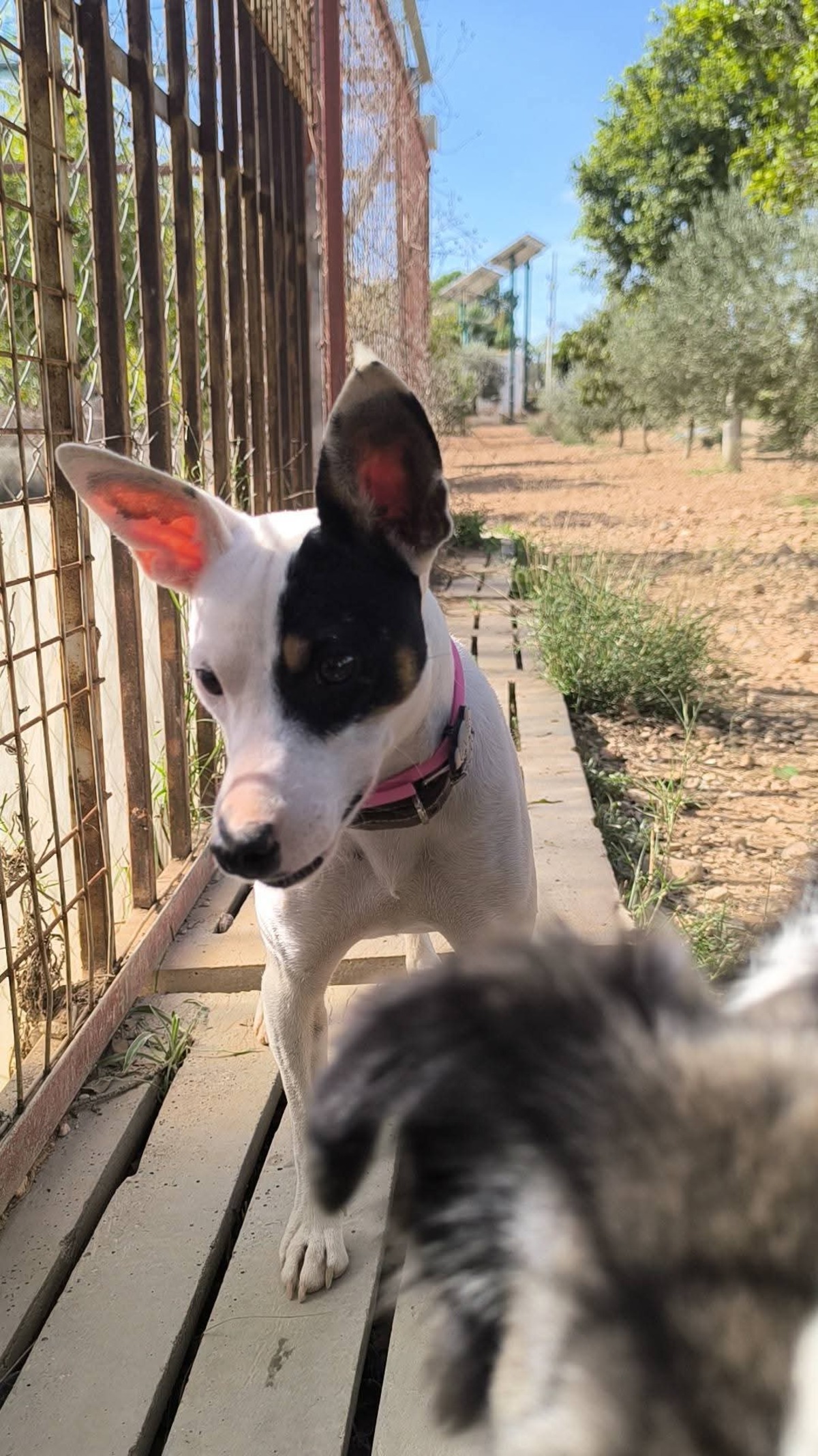 Adoption Paloma