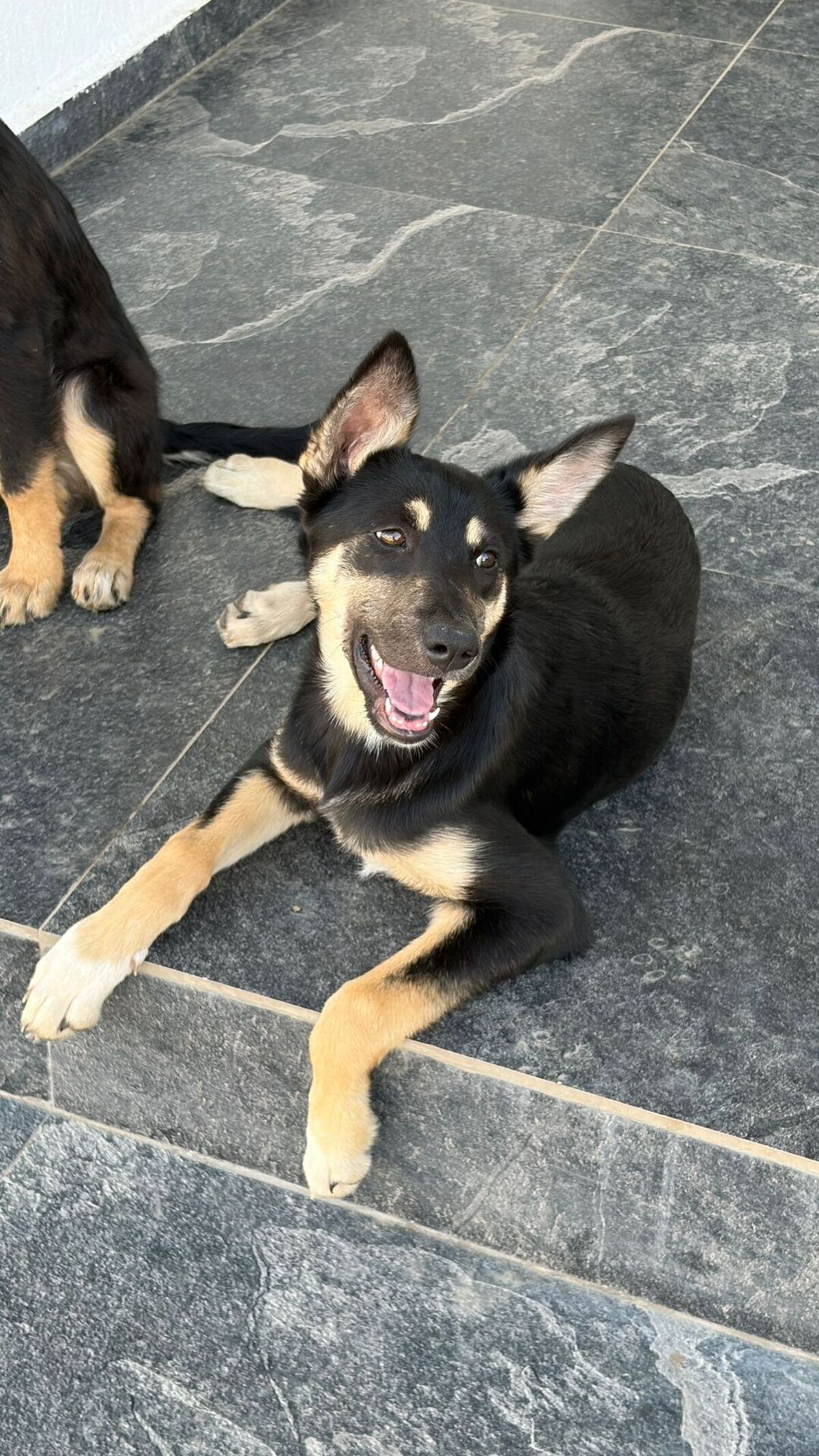 Adoption Lessie