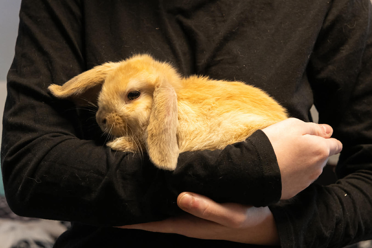Adoption Yuyu