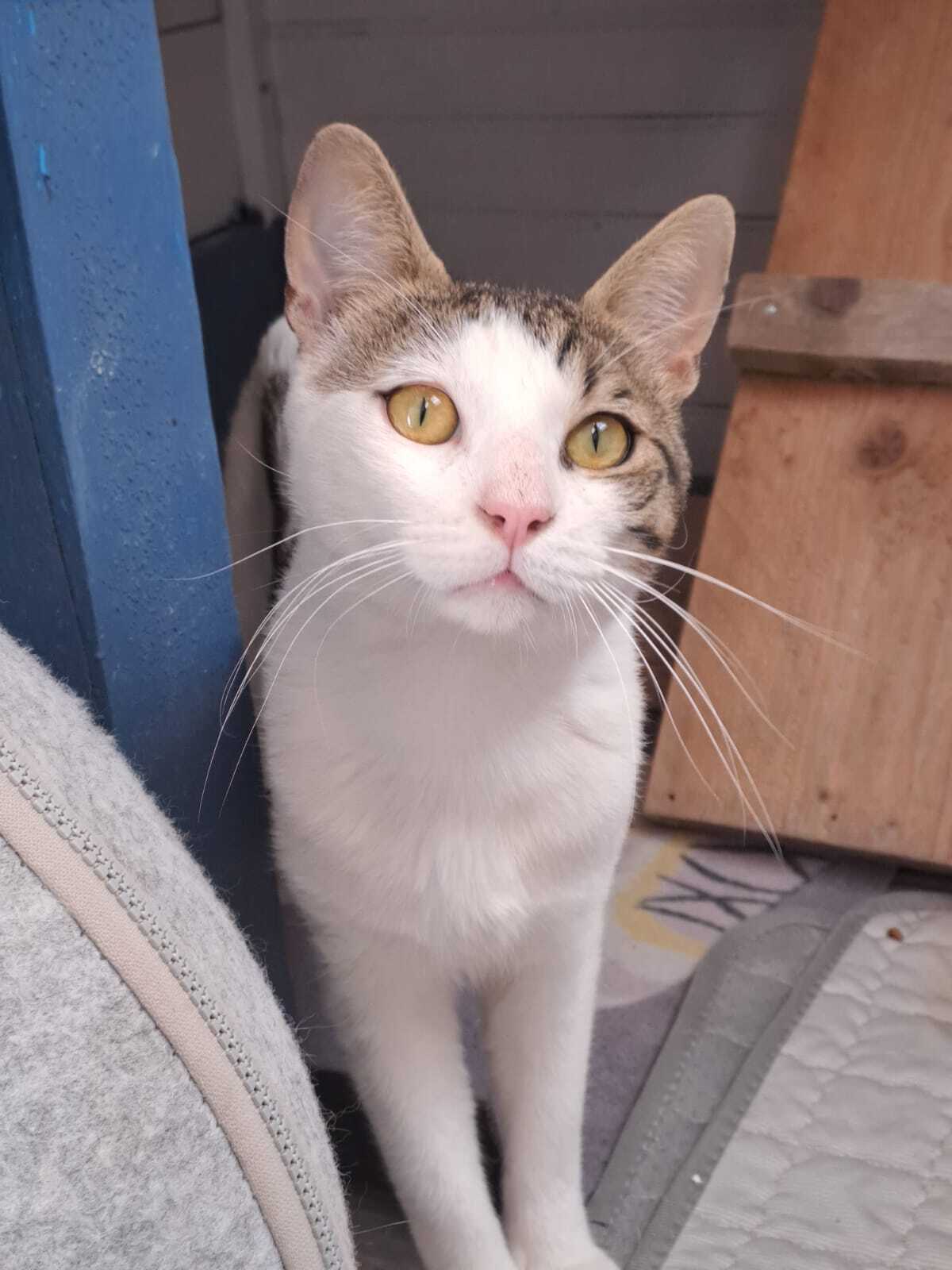 Adoption LANCELOT